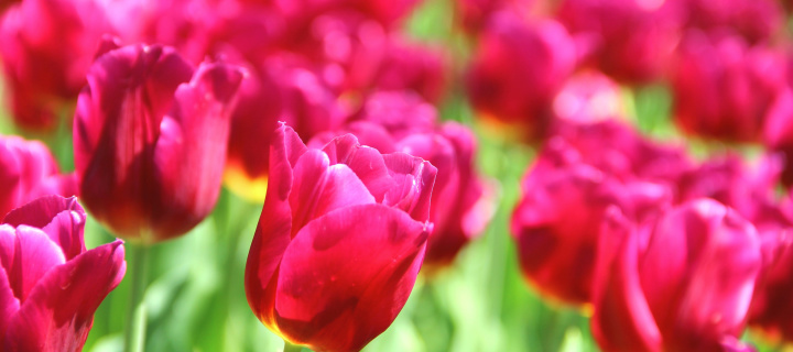 Tulips Macro HDR wallpaper 720x320