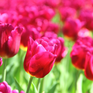 Tulips Macro HDR - Obrázkek zdarma pro 1024x1024