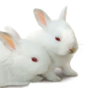 Bunny Baby sfondi gratuiti per Samsung Breeze B209
