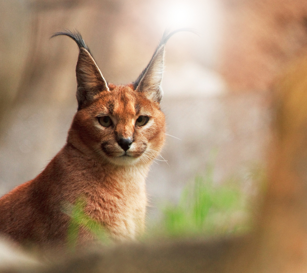 Sfondi Lynx In Zoo 1080x960