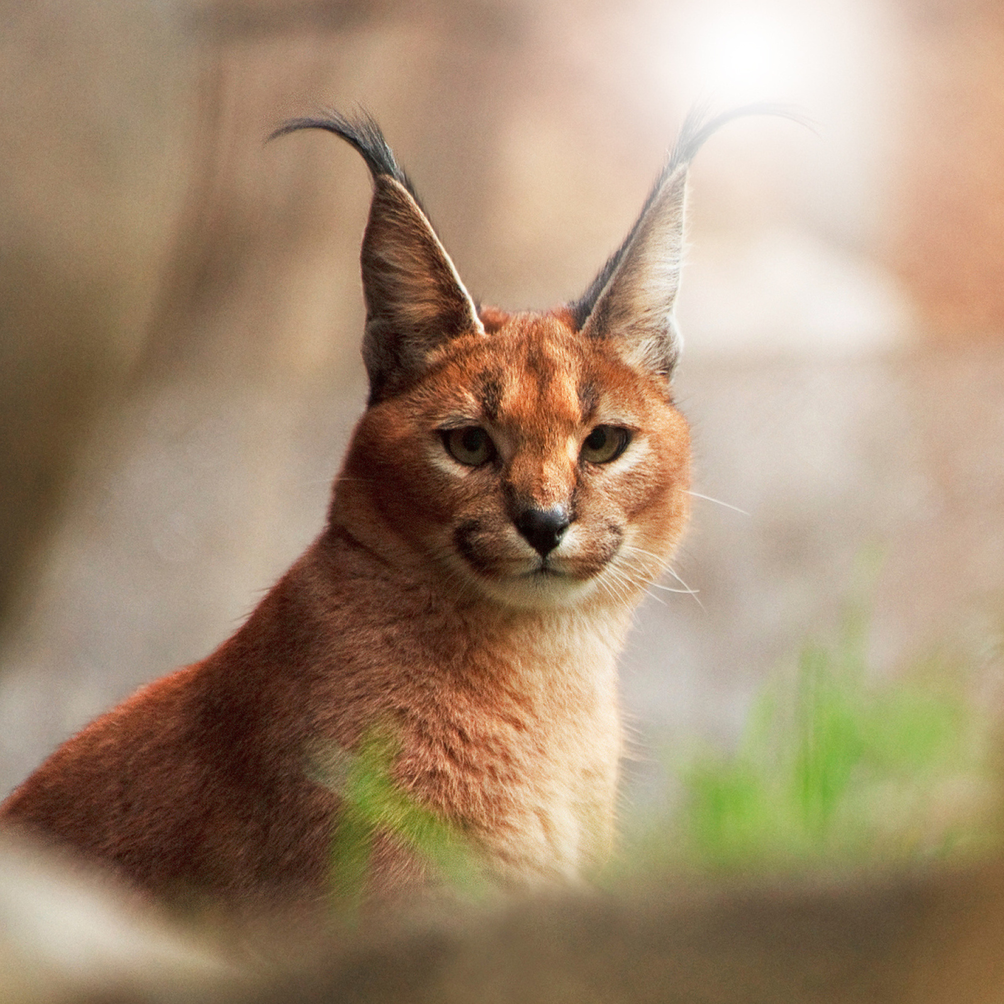 Sfondi Lynx In Zoo 2048x2048