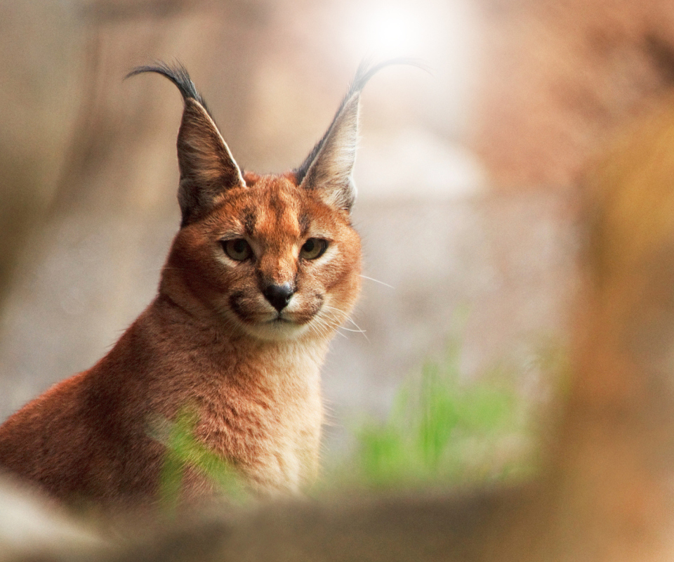 Lynx In Zoo wallpaper 960x800