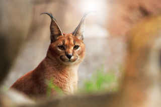 Lynx In Zoo Background for Android, iPhone and iPad