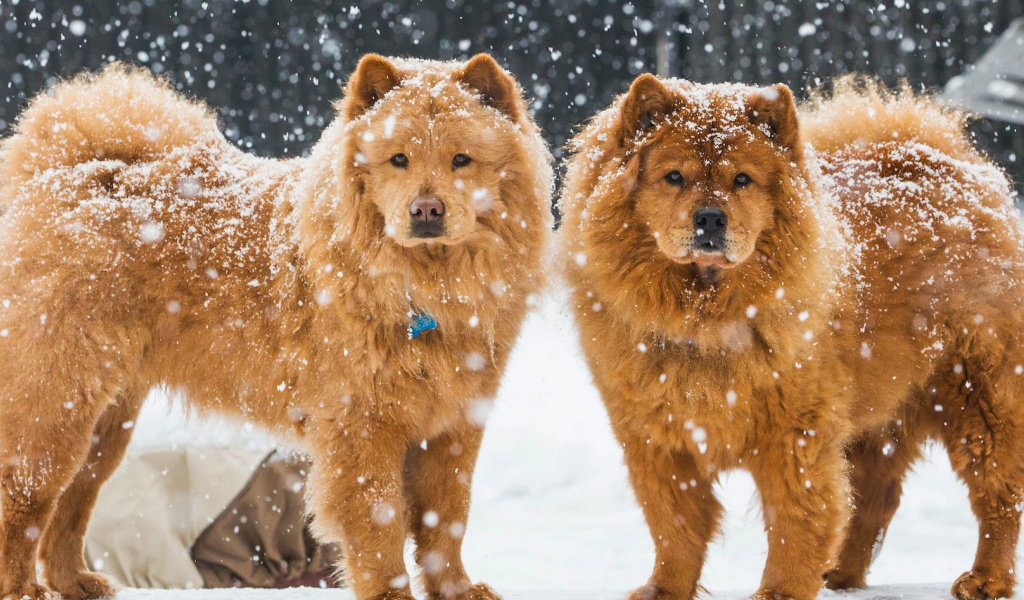 Fondo de pantalla Chow Chow Dogs 1024x600