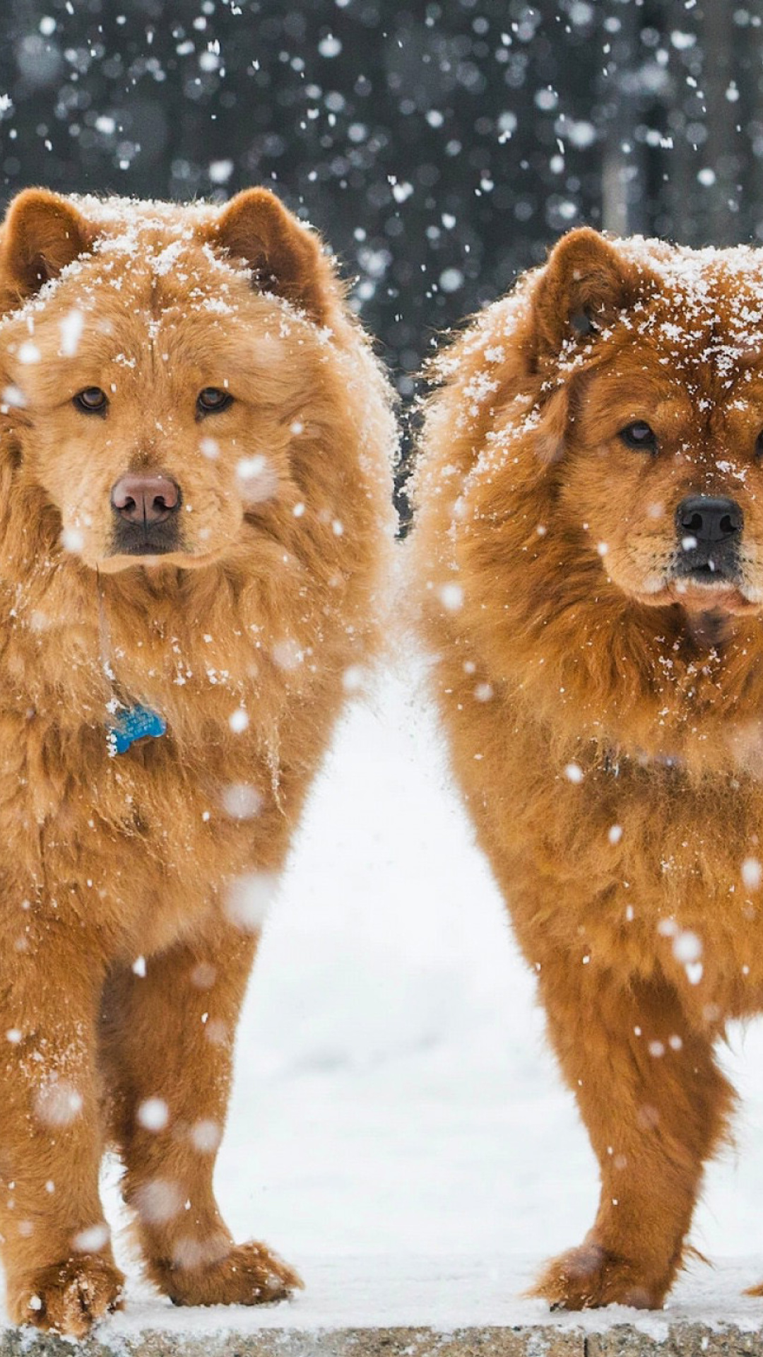 Chow Chow Dogs screenshot #1 1080x1920