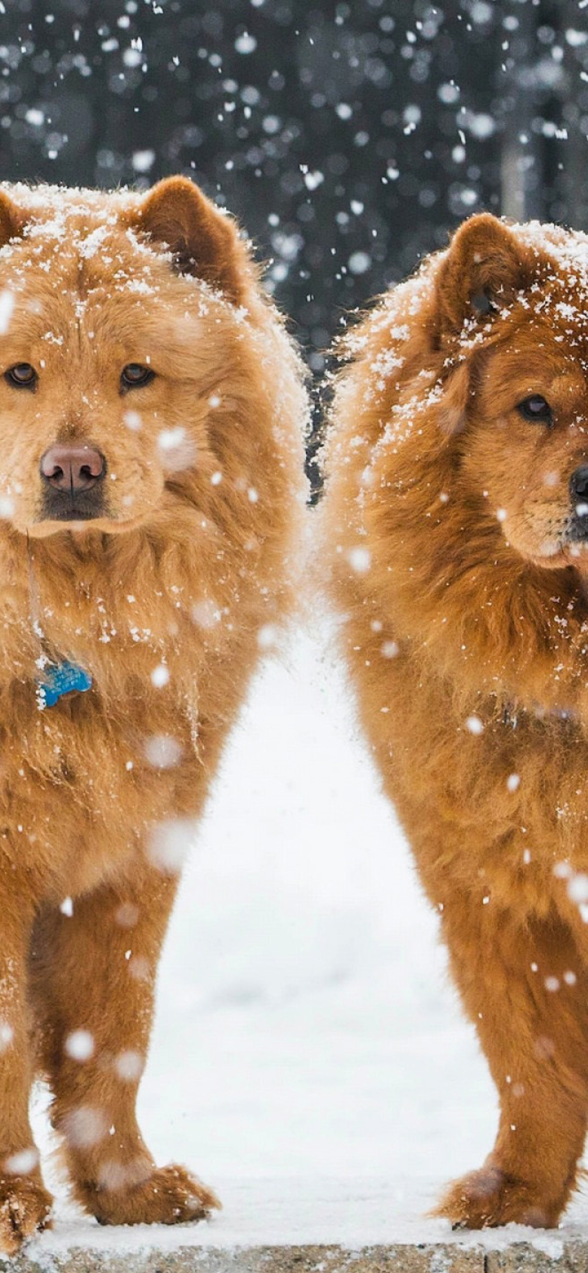 Fondo de pantalla Chow Chow Dogs 1170x2532