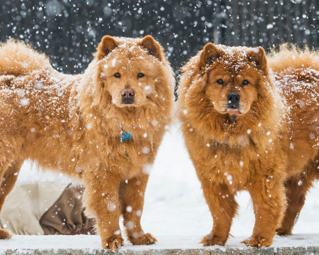 Fondo de pantalla Chow Chow Dogs 1280x1024