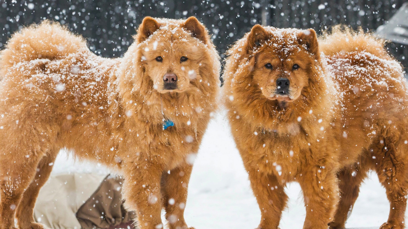 Chow Chow Dogs wallpaper 1366x768