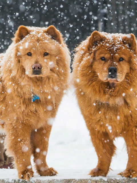 Chow Chow Dogs wallpaper 480x640