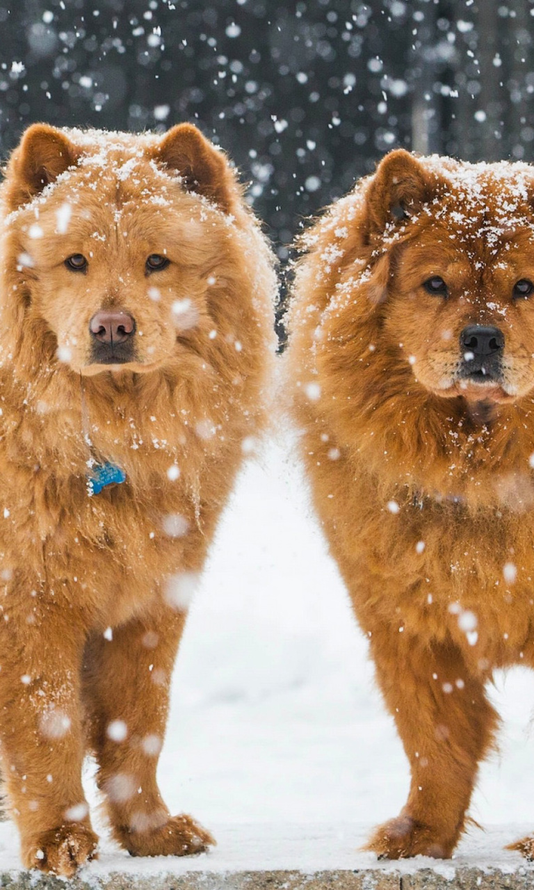 Chow Chow Dogs wallpaper 768x1280