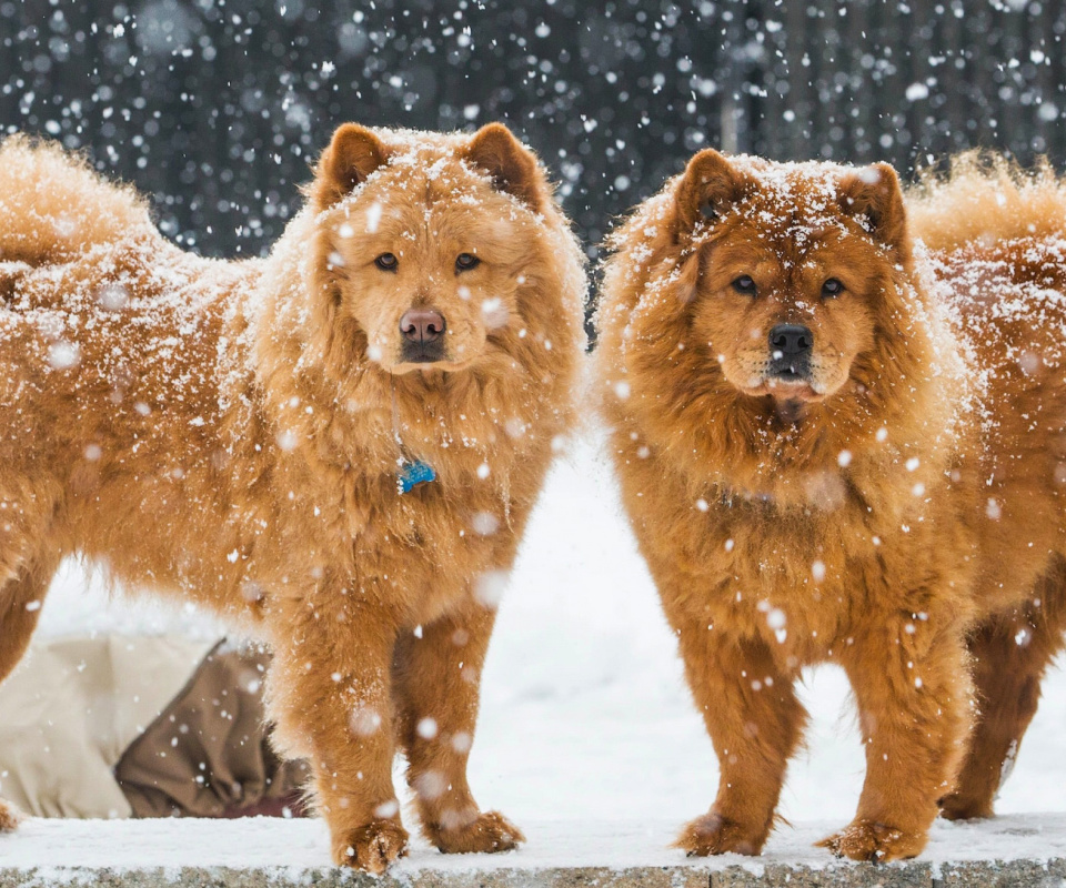 Chow Chow Dogs wallpaper 960x800