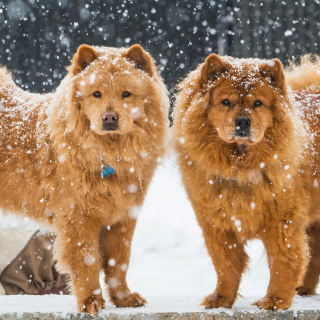 Kostenloses Chow Chow Dogs Wallpaper für 208x208