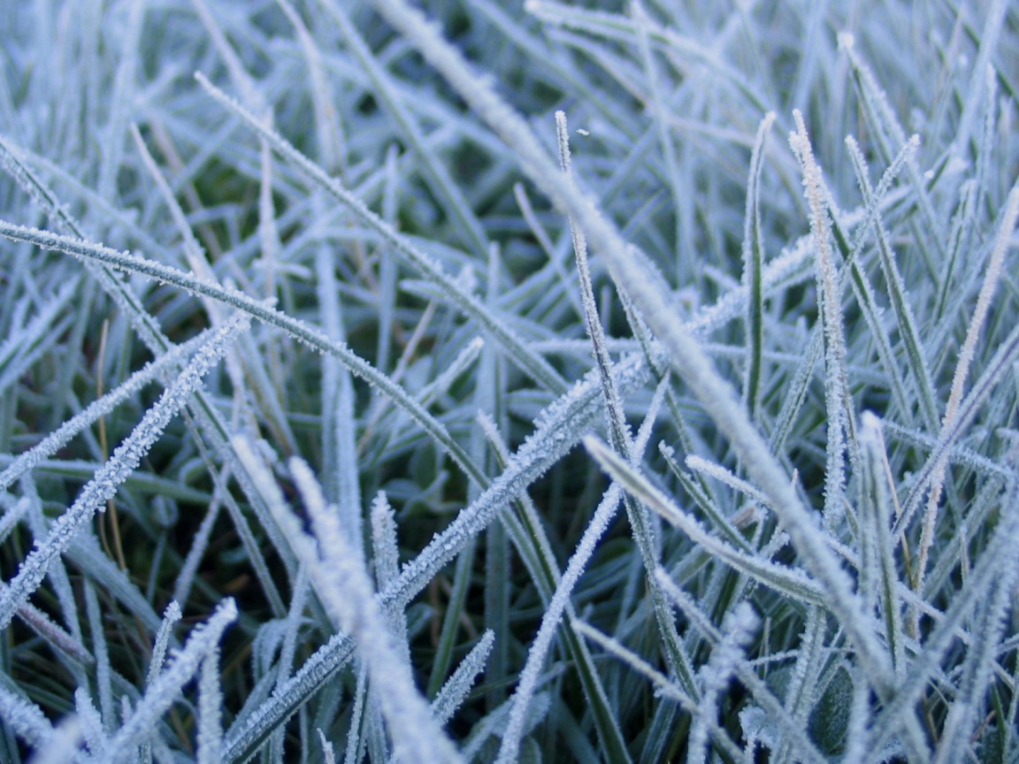 Das First Frost Wallpaper 1152x864