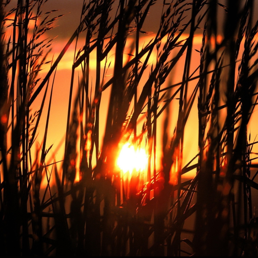 Das Sunrise Through Grass Wallpaper 1024x1024