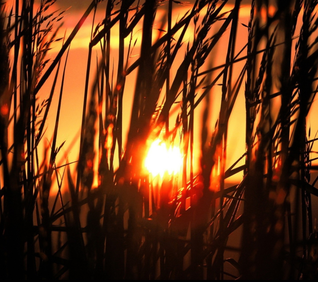 Das Sunrise Through Grass Wallpaper 1080x960