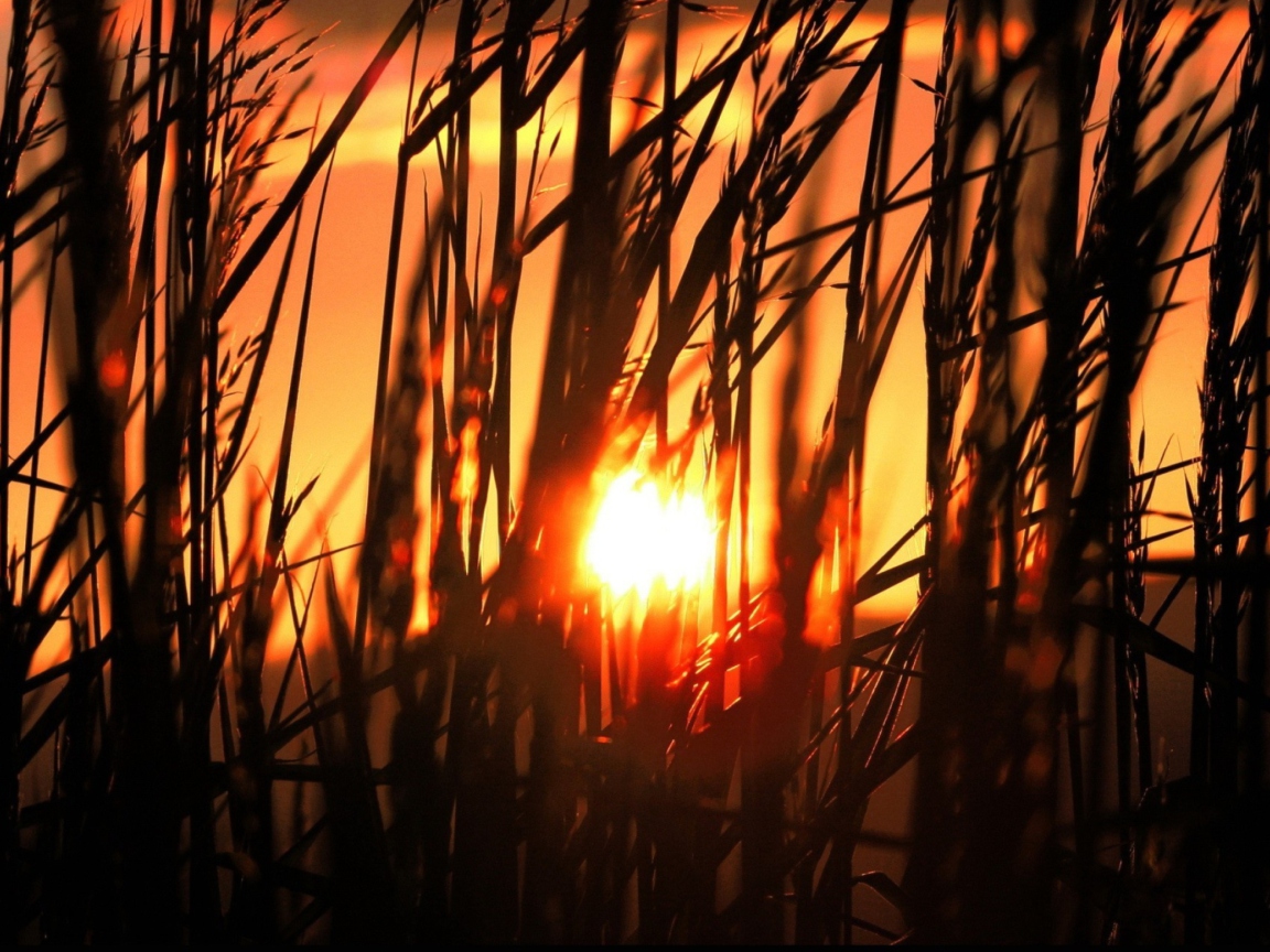 Fondo de pantalla Sunrise Through Grass 1152x864