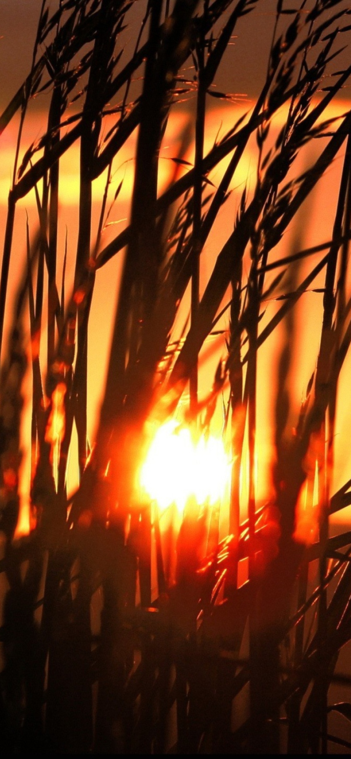 Sunrise Through Grass screenshot #1 1170x2532