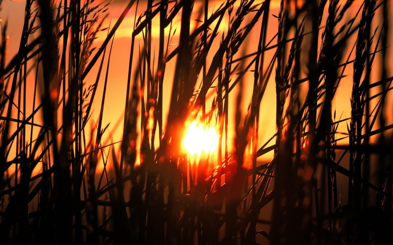 Screenshot №1 pro téma Sunrise Through Grass 1280x800