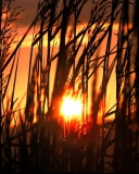 Screenshot №1 pro téma Sunrise Through Grass 128x160