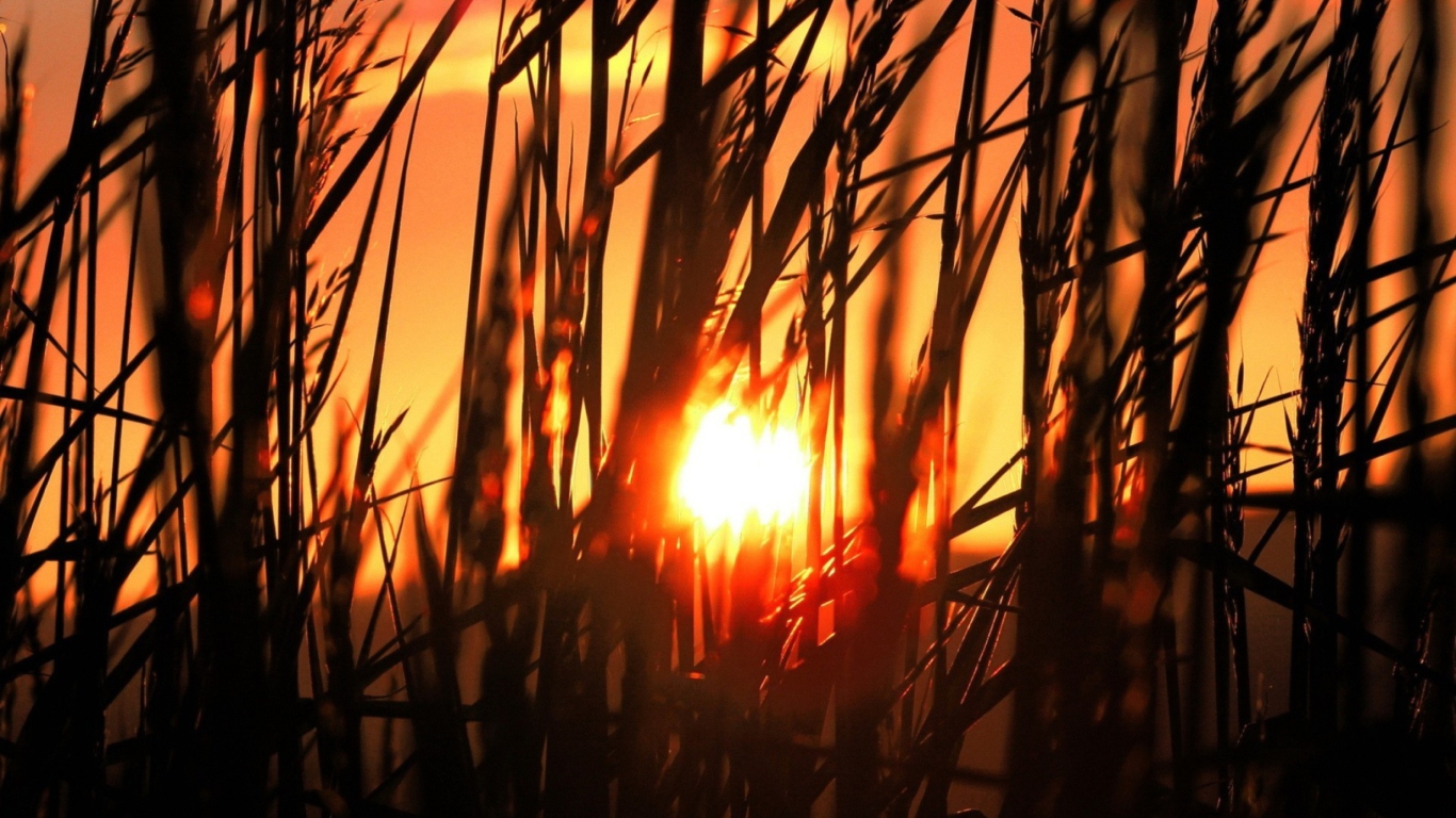 Das Sunrise Through Grass Wallpaper 1366x768