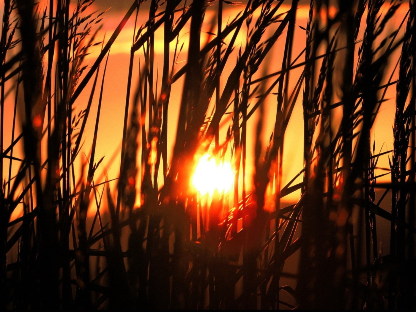 Das Sunrise Through Grass Wallpaper 1400x1050