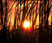 Обои Sunrise Through Grass 176x144