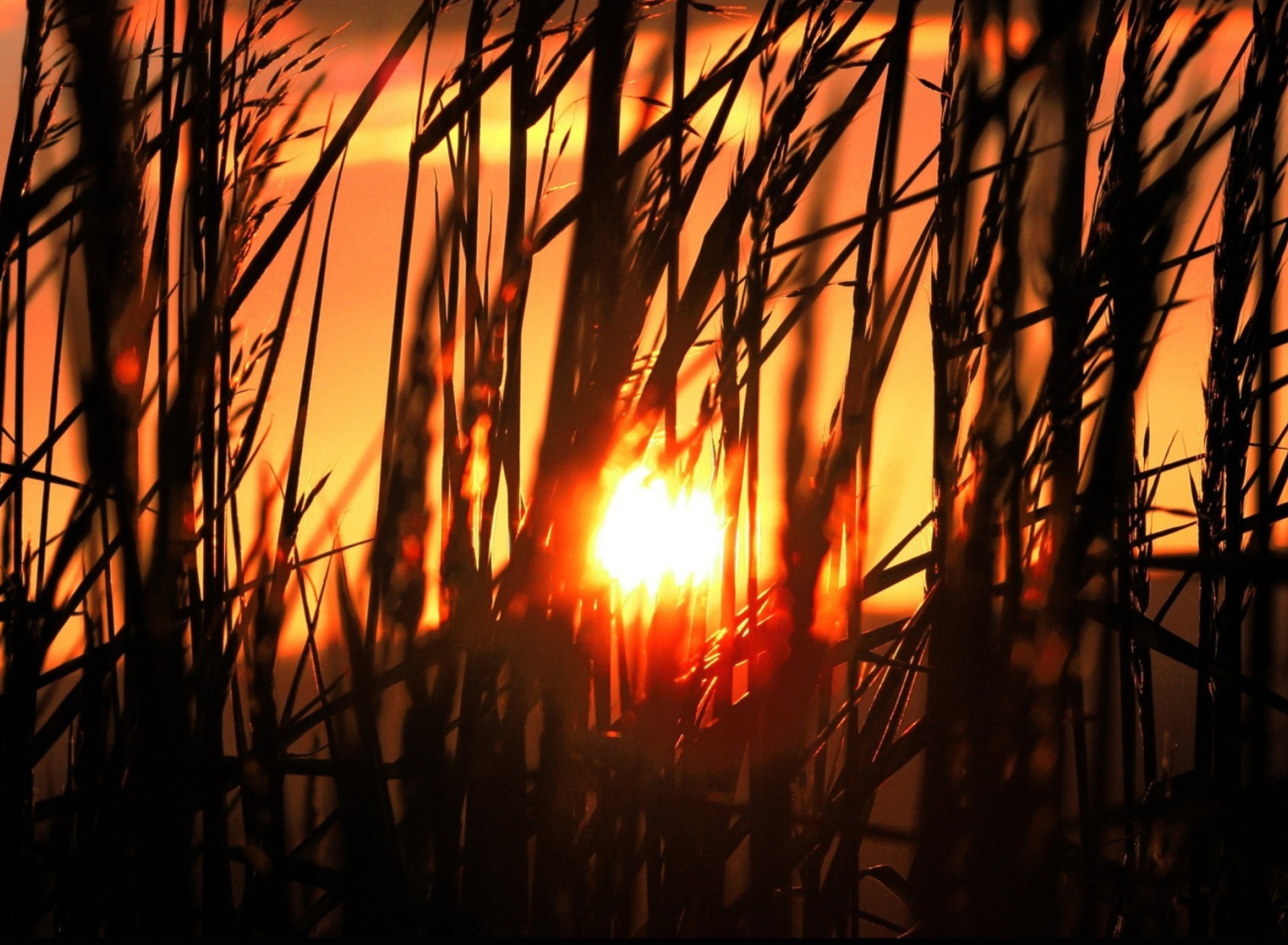 Fondo de pantalla Sunrise Through Grass 1920x1408