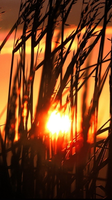 Screenshot №1 pro téma Sunrise Through Grass 360x640