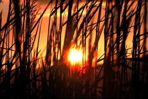 Screenshot №1 pro téma Sunrise Through Grass 480x320