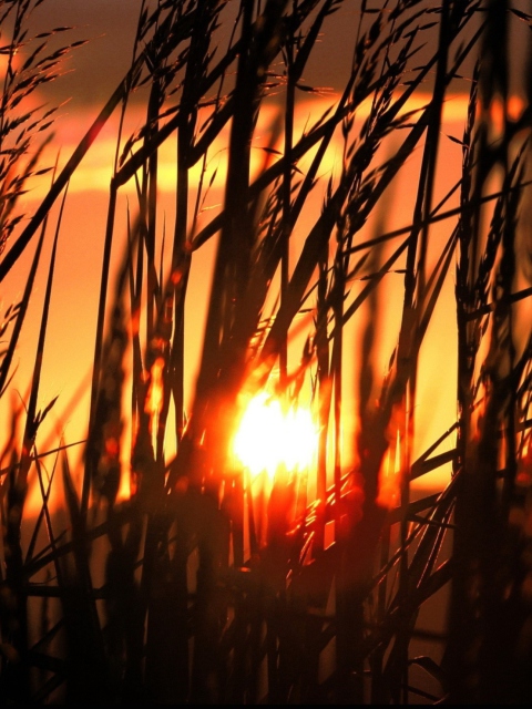 Screenshot №1 pro téma Sunrise Through Grass 480x640