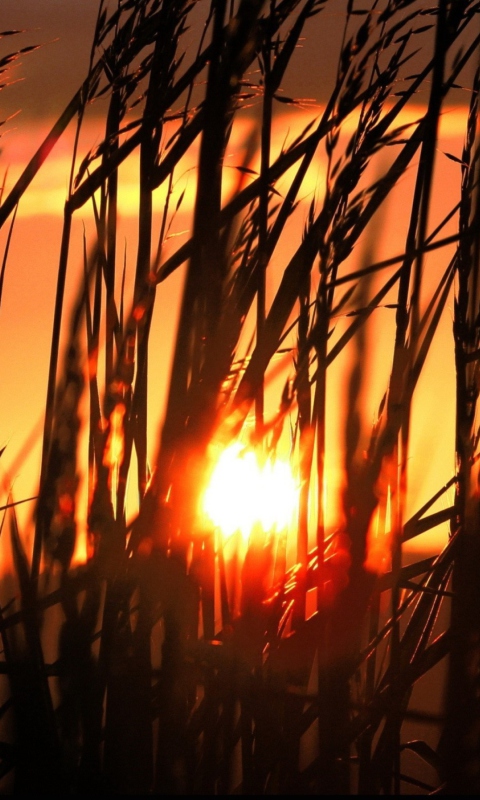 Das Sunrise Through Grass Wallpaper 480x800