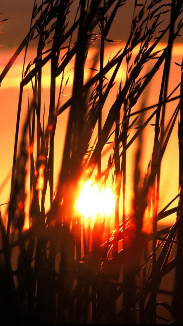 Das Sunrise Through Grass Wallpaper 640x1136