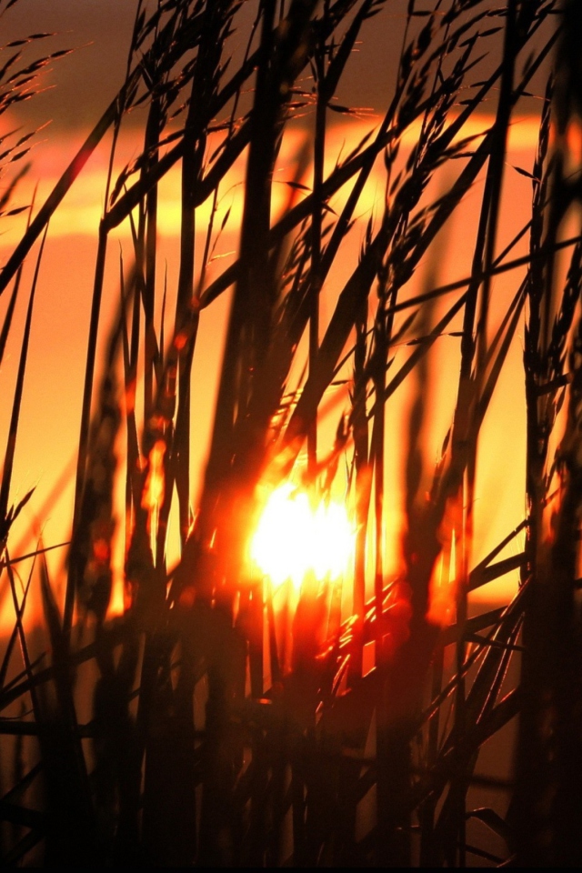 Screenshot №1 pro téma Sunrise Through Grass 640x960