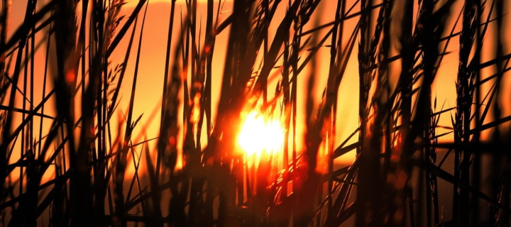 Das Sunrise Through Grass Wallpaper 720x320
