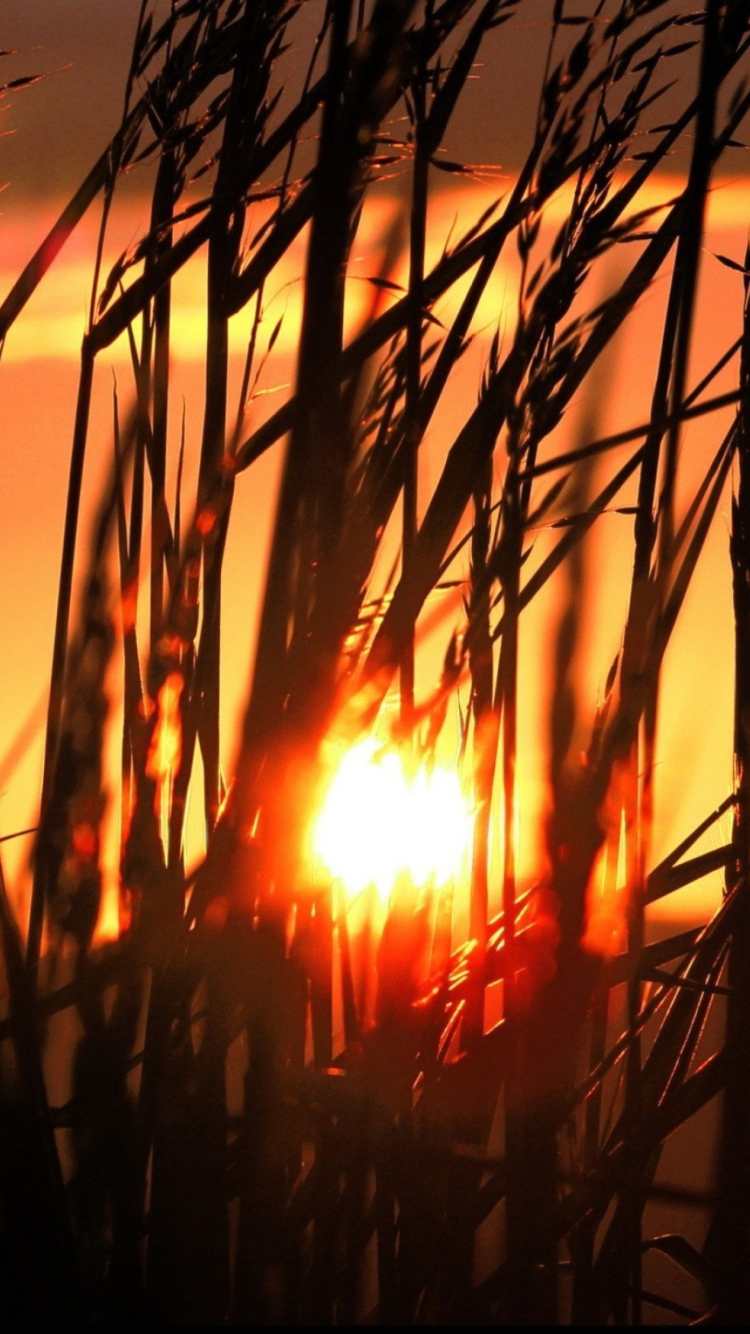 Screenshot №1 pro téma Sunrise Through Grass 750x1334