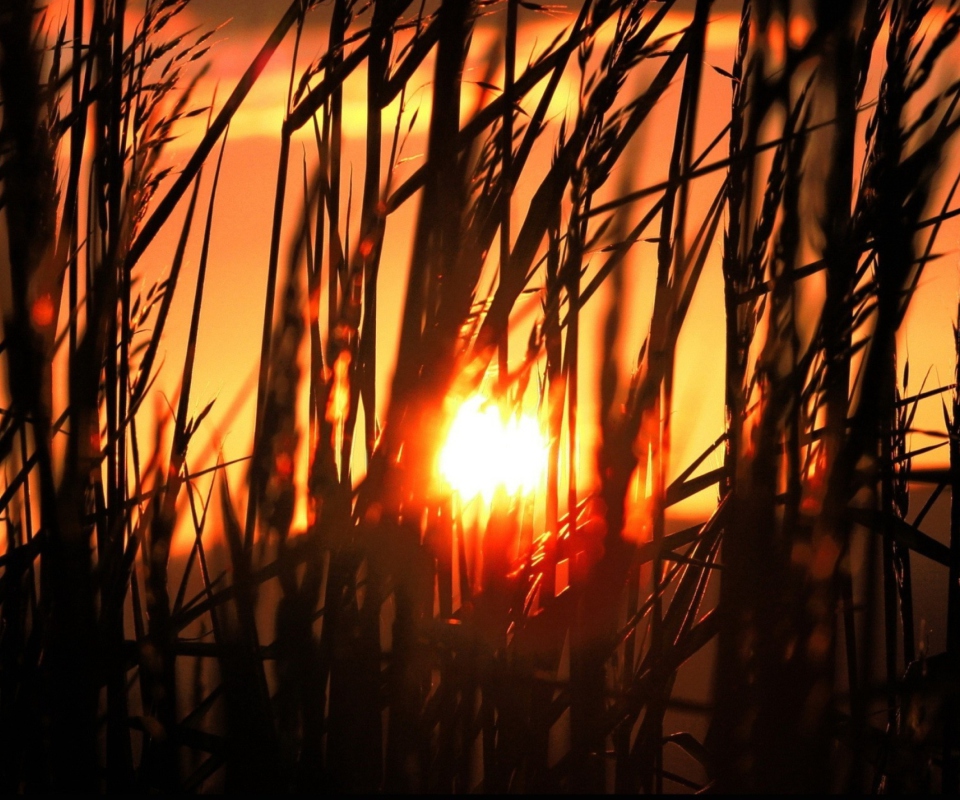 Screenshot №1 pro téma Sunrise Through Grass 960x800