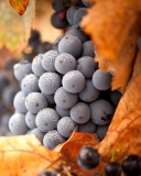 Grapes wallpaper 128x160