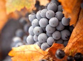Grapes Wallpaper for Android, iPhone and iPad