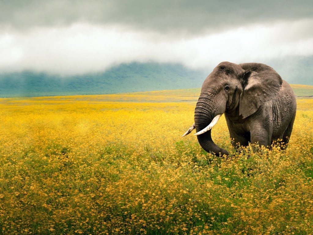 Das Wild Elephant On Yellow Field In Tanzania Wallpaper 1024x768