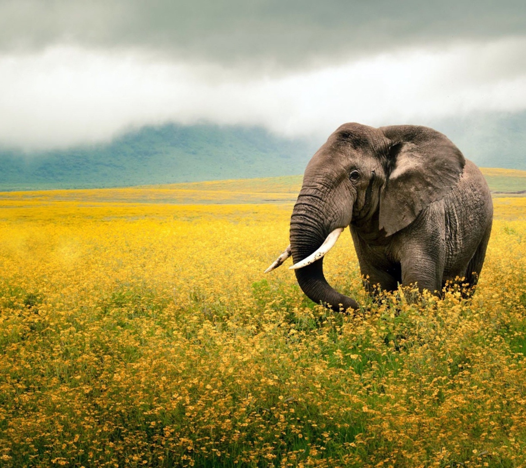 Обои Wild Elephant On Yellow Field In Tanzania 1080x960