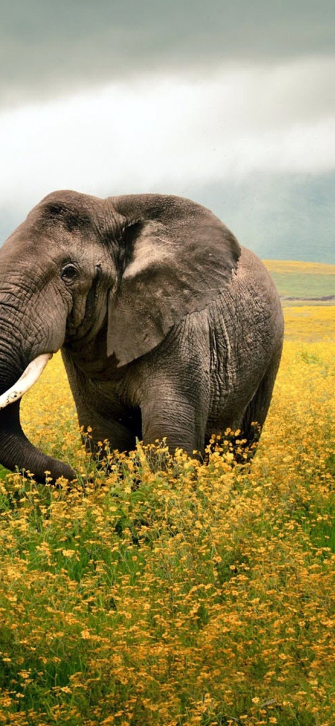 Обои Wild Elephant On Yellow Field In Tanzania 1170x2532