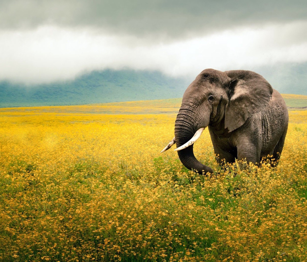 Fondo de pantalla Wild Elephant On Yellow Field In Tanzania 1200x1024