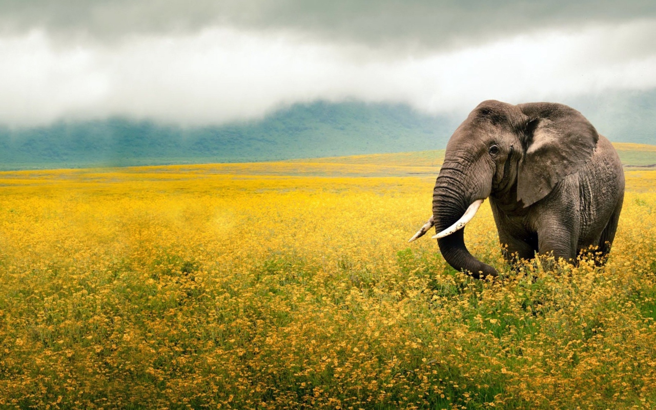 Обои Wild Elephant On Yellow Field In Tanzania 1280x800