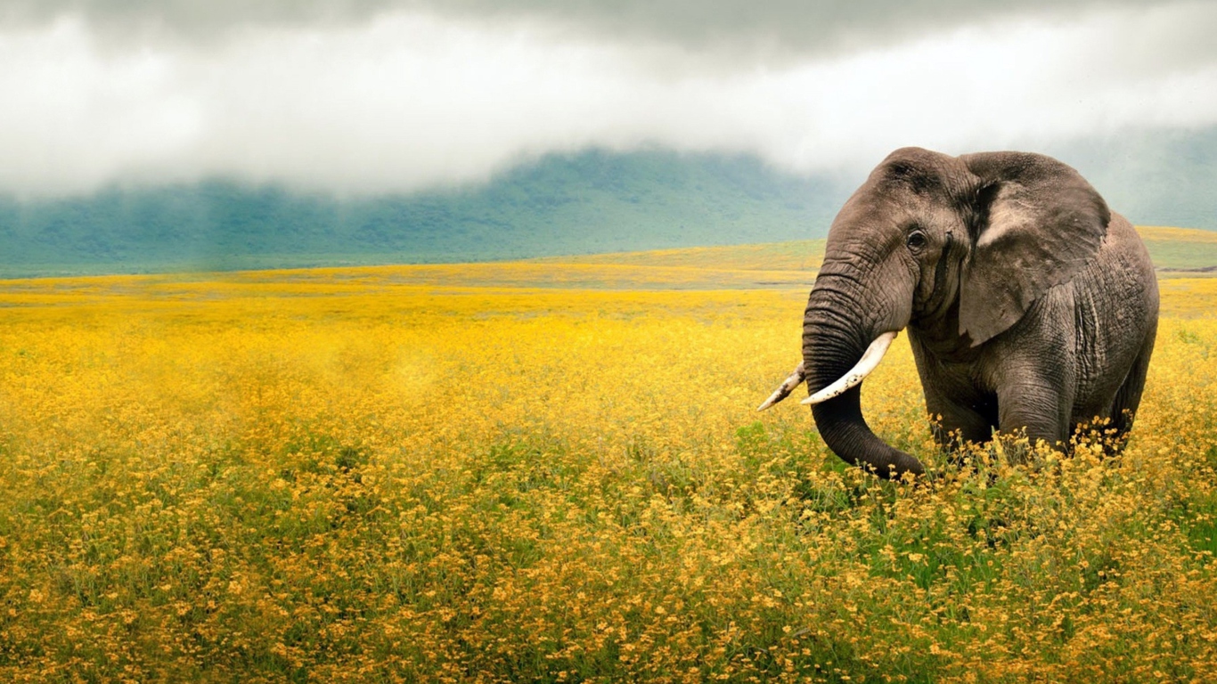 Wild Elephant On Yellow Field In Tanzania wallpaper 1366x768