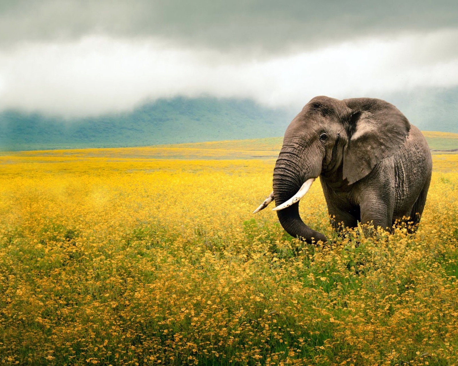 Обои Wild Elephant On Yellow Field In Tanzania 1600x1280