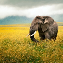 Das Wild Elephant On Yellow Field In Tanzania Wallpaper 208x208