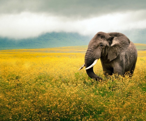 Wild Elephant On Yellow Field In Tanzania wallpaper 480x400