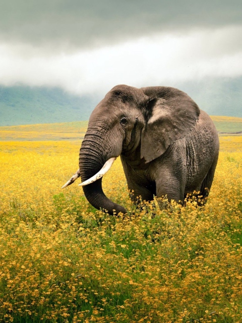 Das Wild Elephant On Yellow Field In Tanzania Wallpaper 480x640