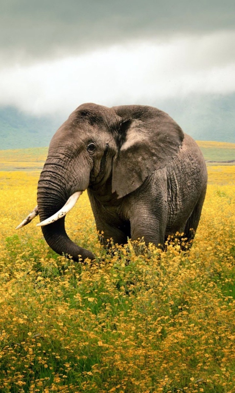 Wild Elephant On Yellow Field In Tanzania wallpaper 480x800