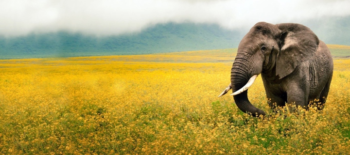 Wild Elephant On Yellow Field In Tanzania screenshot #1 720x320